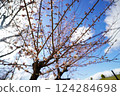 White plum blossoms blooming one after another under the blue spring sky 124284698