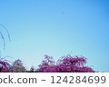 Blue sky, plum blossoms and airplane 124284699