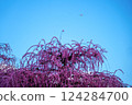 Blue sky, plum blossoms and airplane 124284700
