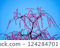 Red plum blossoms shining in the blue sky 124284701