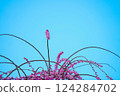 Pink plum blossoms in the blue sky 124284702
