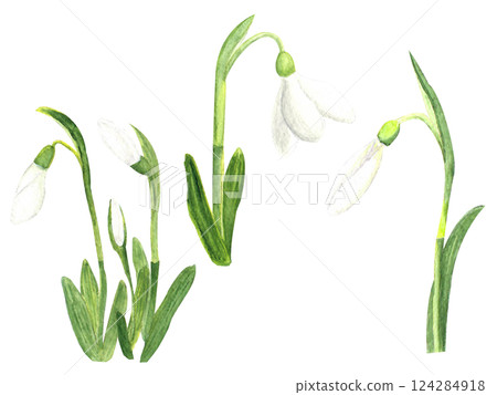 Watercolor snowdrops, hand-drawn illustration. Spring first flowers Watercolor snowdrops, hand-drawn illustration. Spring first flowers 124284918