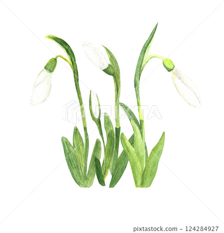 Watercolor snowdrops, hand-drawn illustration. Spring first flowers 124284927
