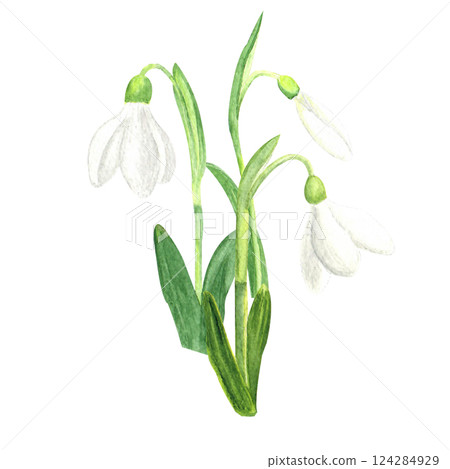 Watercolor snowdrops, hand-drawn illustration. Spring first flowers Watercolor snowdrops, hand-drawn illustration. Spring first flowers 124284929