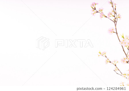 Sakura (white back) 124284961