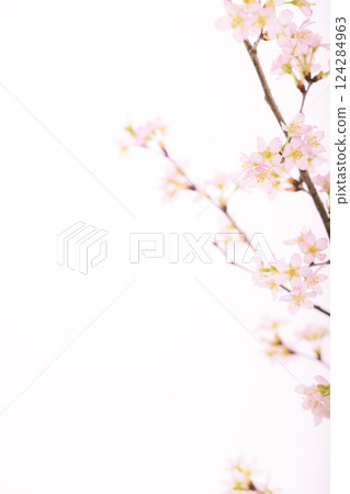 櫻花(白背) 櫻花(白背) 124284963