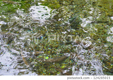 Fish and Forest Observation Garden (Nikko City, Tochigi Prefecture) Fish and Forest Observation Garden (Nikko City, Tochigi Prefecture) 124285015