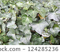 Ivy plant growing 124285236