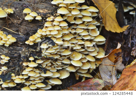 簇生黃韌傘 124285448