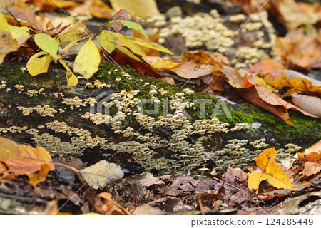 簇生黃韌傘 124285449