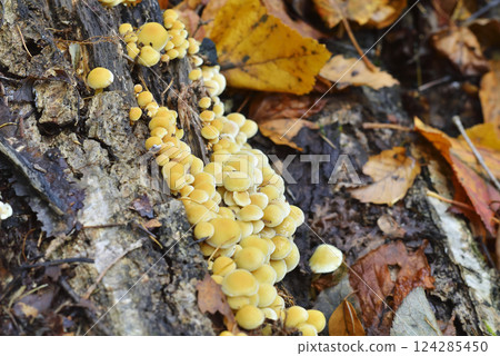 簇生黃韌傘 簇生黃韌傘 124285450