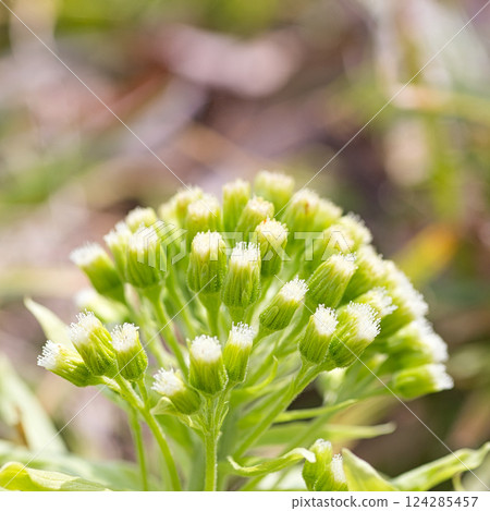 Spring flowers 124285457