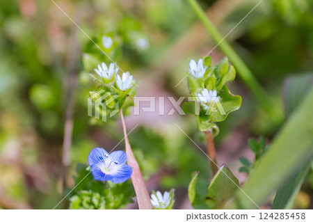 Spring flowers Spring flowers 124285458