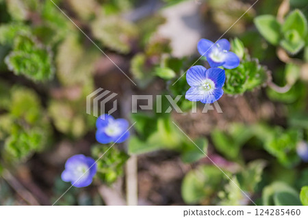 Spring flowers 124285460