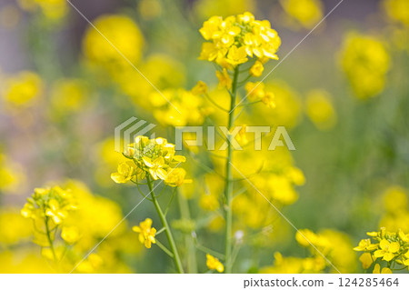 春天的花朵 春天的花朵 124285464