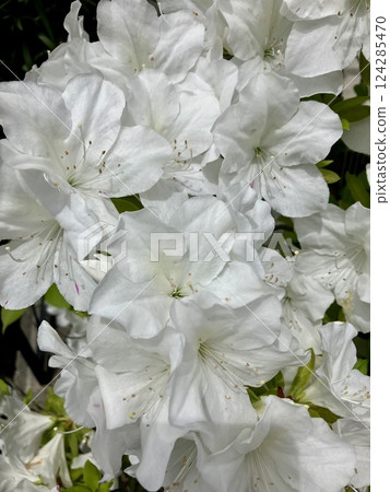 White azalea 124285470