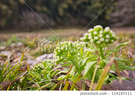 Spring flowers 124285511