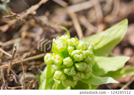 Spring flowers 124285512