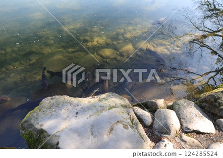 彩色鯉魚 彩色鯉魚 124285524