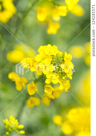 春天的花朵 春天的花朵 124285571