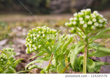 Spring flowers 124285576