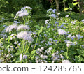 Murasaki cuckoo thistle 124285765