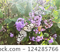 Idea leuconoe and purple ageratum 124285766