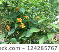 Brilliantly blooming lantana 124285767