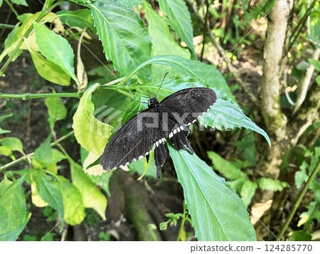 A black butterfly resting its wings 124285770