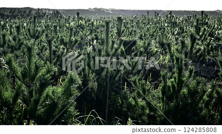 Creation of coastal forests Creation of coastal forests 124285808