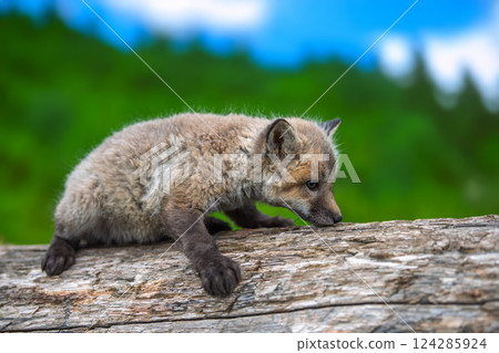 Young red fox cub exploring its natural habitat among lush greenery and fallen logs 124285924