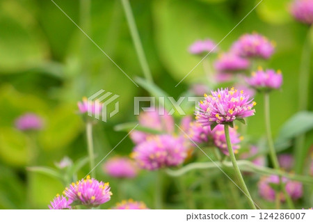 Small, round pink flowers of the amaranth 124286007