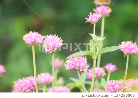A round pink flower, Cinnamon 124286008