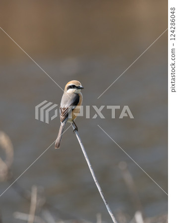 A handsome male shrike 124286048