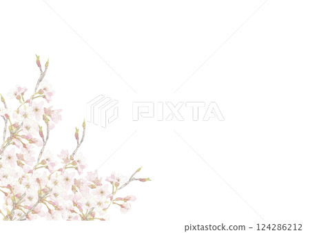 用水彩繪製的透明櫻花背景 框架材質 [手繪] 白色背景 透明背景 有影印空間 124286212