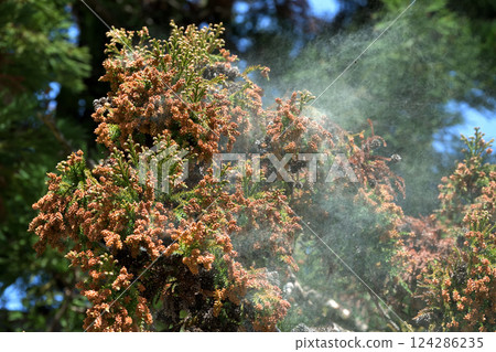 Splashing of cedar pollen 124286235