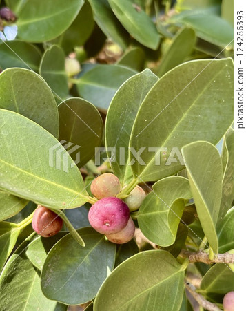 Banyan fruit at Okidomari Seaside Park, Okinoerabu Island 124286393