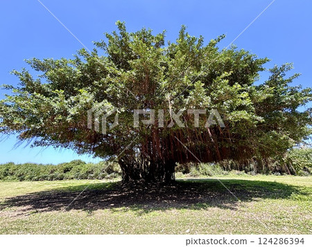 Banyan tree at Okidomari Seaside Park, Okinoerabu Island 124286394