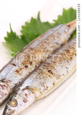 Grilled salted saury, grilled fish, light background 124286639