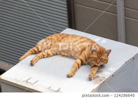 Stray cat lying on a platform 124286640