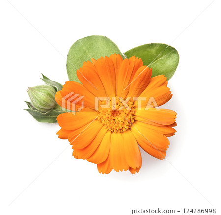 Marigold flower Marigold flower 124286998