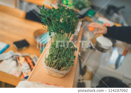 bean sprouts, kitchen, kitchens 124287092