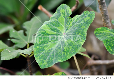 Colocasia esculenta midori sour, Colocasia ,midori sour or Colocasia plant Colocasia esculenta midori sour, Colocasia ,midori sour or Colocasia plant 124287143