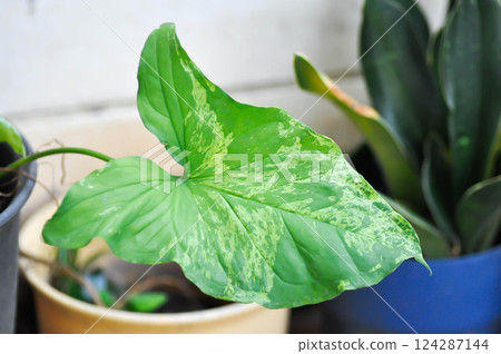 Syngonium podophyllum, Arrowhead Vine or Goosefoot Plant or Araceae or bicolor syngonium 124287144