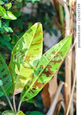 banana plant, blood banana or Musa acuminata or Musa balbisiana banana plant, blood banana or Musa acuminata or Musa balbisiana 124287149