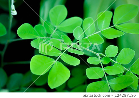 Rain tree or Samanea saman, LEGUMINOSAE MIMOSOIDEAE 124287150