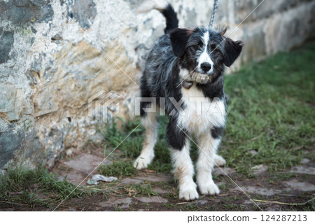 Dog out of a kennel 124287213