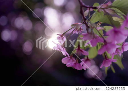 <Spring in Goto> Kawazu cherry blossoms at dawn in Onidake Arboretum 124287235