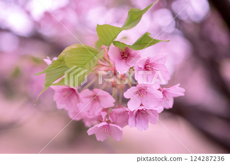 <Spring in Goto> Kawazu cherry blossoms at dawn in Onidake Arboretum 124287236