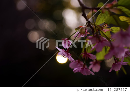 <Spring in Goto> Kawazu cherry blossoms at dawn in Onidake Arboretum 124287237